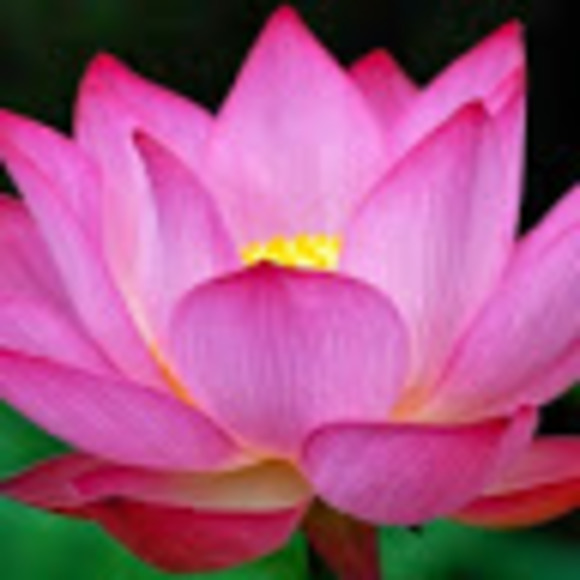 Meet your Posher, Donna - Picture 1 of 1